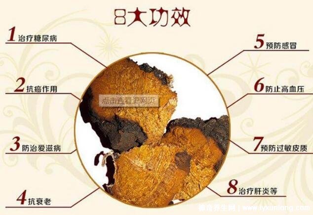 華樹茸泡水喝的七大禁忌，樺樹茸的功效與作用