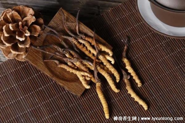野生蟲草多少錢一斤，幾萬至十萬元以上(與產地/采集時間有關)