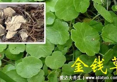 4種化結(jié)石的草藥，金錢(qián)草是最常用的排石藥(腎結(jié)石疼痛部位圖)