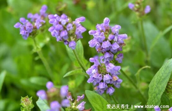 5種夏枯草的圖片，夏枯草的功效與作用及食用方法